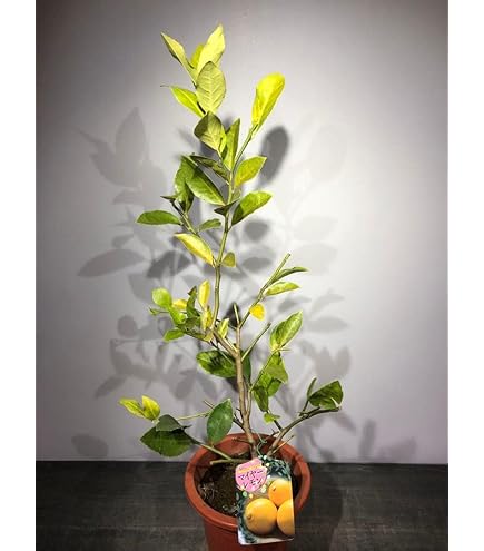 Amazon.co.jp: マイヤーレモン 4.5号(直径13.5cm) ポット苗 ベランダ